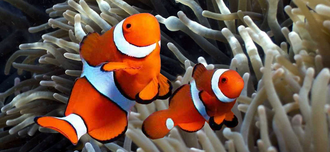 Clownfish